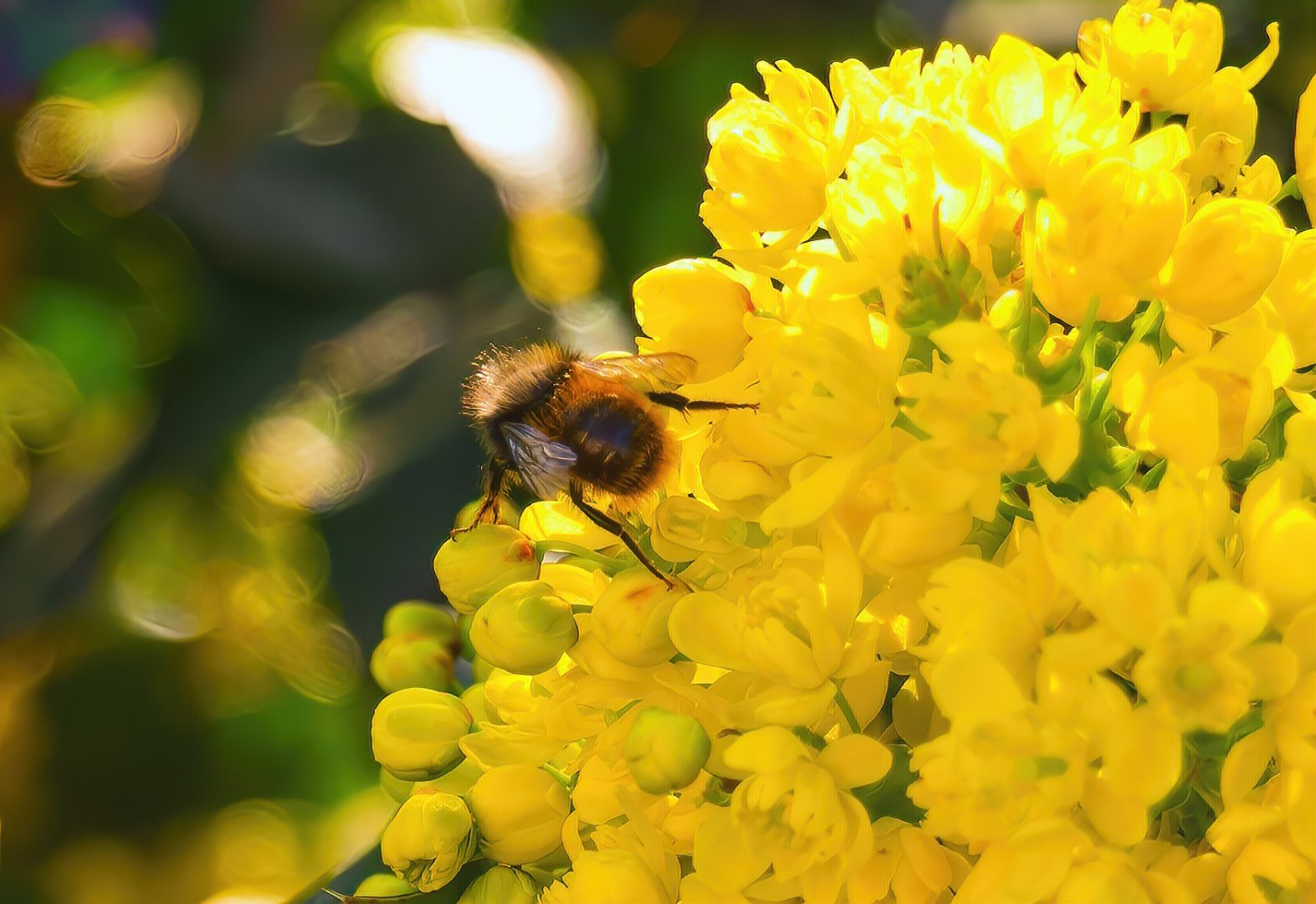 Пролетна София