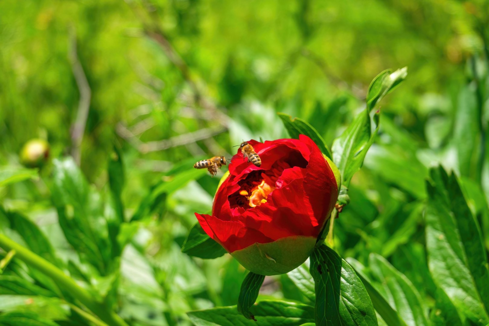 вр.Драгойна - 04.05.2025г.